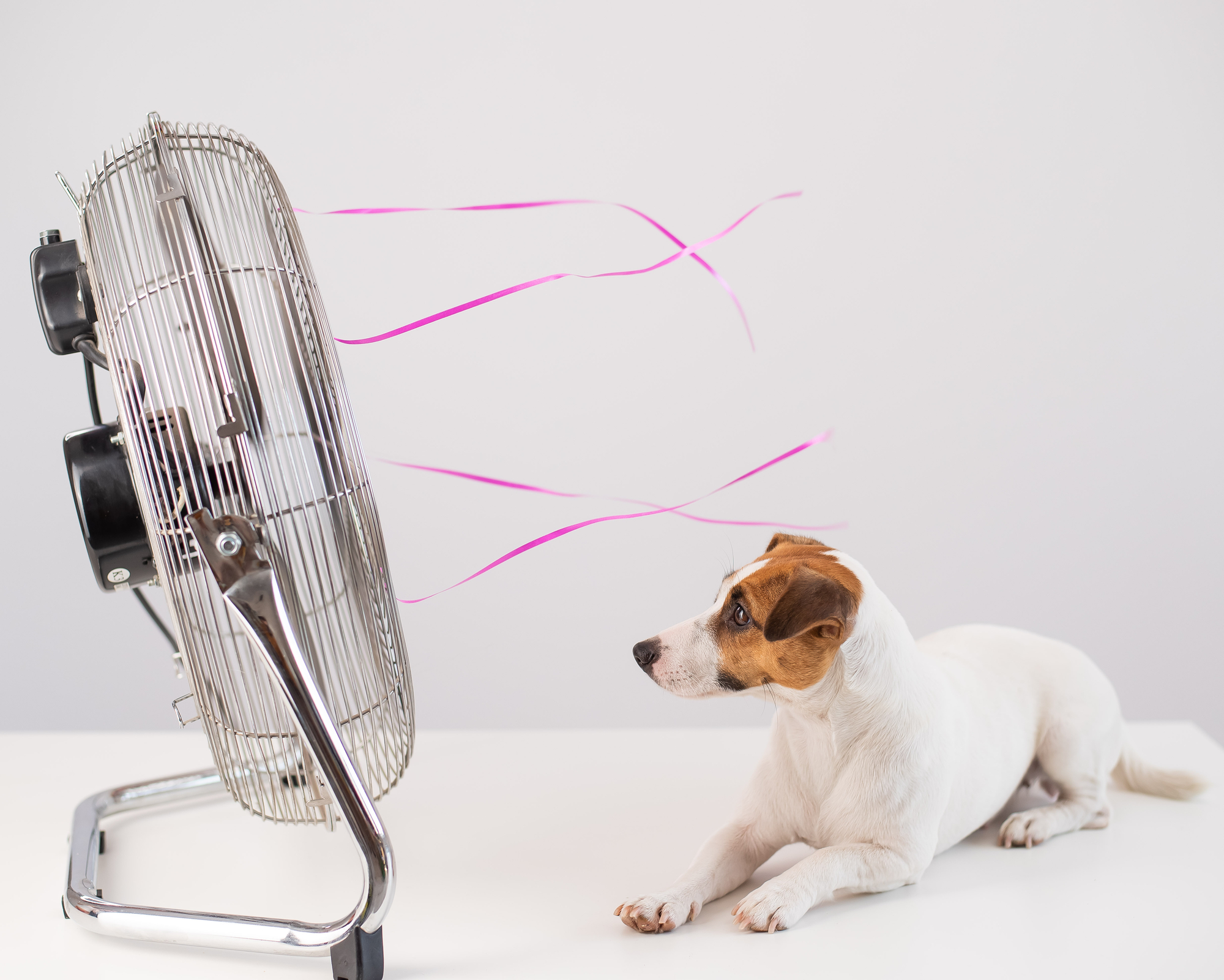 Jack russell terrier dog sits enjoying the cooling breeze from an electric fan on a white background. Jack russell terrier dog sits enjoying the cooling breeze from an electric fan on a white background
